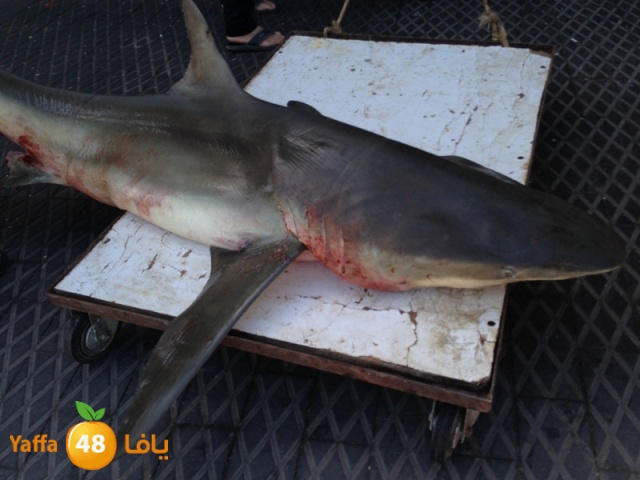 minashark328 (22).JPG